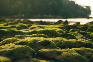 Beautiful green moss on stones near the sea