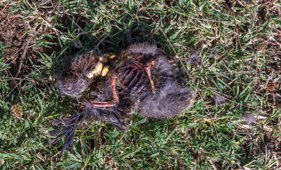 The carcass of a baby bird that fell out of the nest being devoured by ants - circle of life concept image with copy space