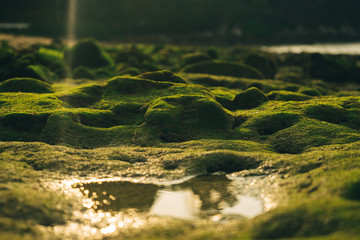 Beautiful green moss on stones near the sea
