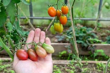 organic tomatoes - a person shows on the palm of several tomatoes, a young plant with flowers and vegetables in the background, inside the greenhouse, a short focus, toning