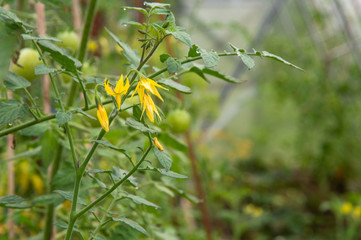 flowers of a tomato bush, green fruits and rows of plants in a greenhouse in the background, a short focus