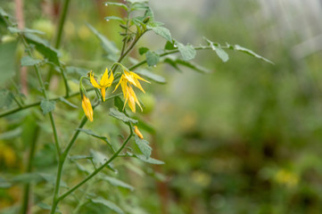 flowers of a tomato bush, green fruits and rows of plants in a greenhouse in the background, a short focus