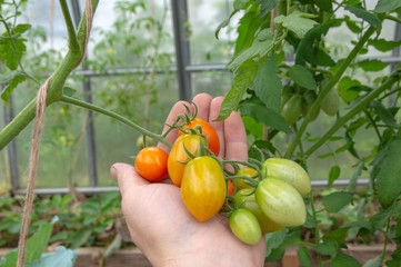 organic tomatoes - a person shows on the palm of several tomatoes, a young plant with flowers and vegetables in the background, inside the greenhouse, a short focus, toning