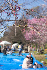 Cherry Blossom Viewing in Japan- hanami