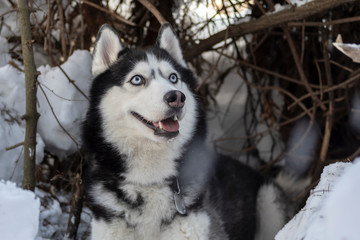 Portrait of a blue eyed beautiful smiling Siberian Husky dog with tongue sticking out, winter forest background with copy space