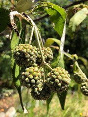 Brombeerenreifung