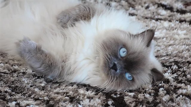 Fluffy Cat with blue eyes rests looking into lens. Slow-motion. Close-up.