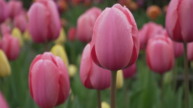 Beautiful Tulips swaying gently in a garden
