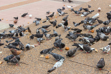 Fototapeta na wymiar Pigeons pecking bread