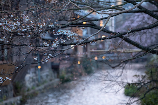 Twilight view of Cherry Blossom Tree in Bud with street backdrop