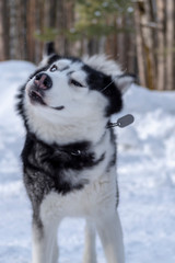 Dog shaking off snow. Funny husky face.