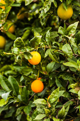 Green tree with raw growing oranges