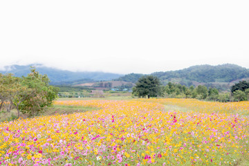 Nature panorama landscape view of beautiful and colorful daisy flowers field in countryside on summer.