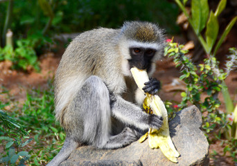 Macaco eats a banana, Kenya, Africa