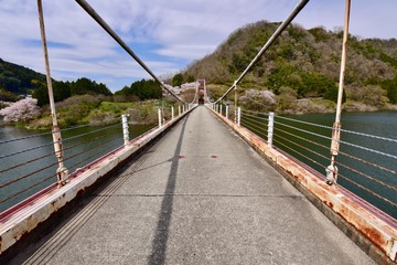 日本の満開の桜と湖のドローン撮影