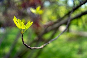 Fig tree and leafs in early spring, mediterranean, Italy