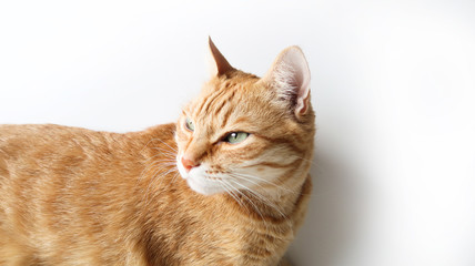 Ginger cat lying on a white table. Cute cat with green eyes. At the veterinarian