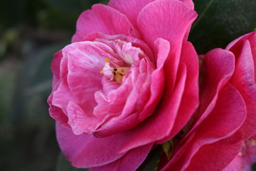 Camelias en primer plano