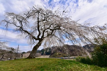 日本の満開の桜と湖のドローン撮影