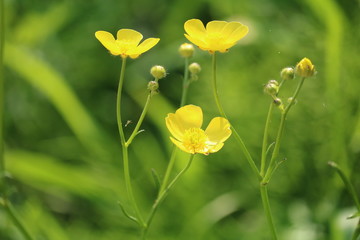 Obraz premium 野草