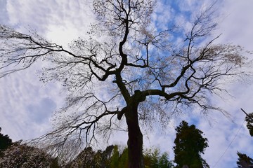 日本の満開の桜と湖のドローン撮影