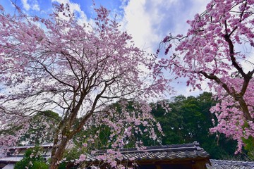 日本の満開の桜と湖のドローン撮影