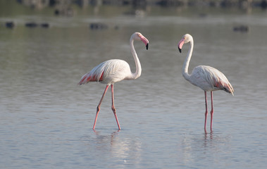 Greater Flamingo