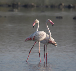 Greater Flamingo