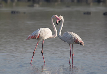 Obraz premium Greater Flamingo