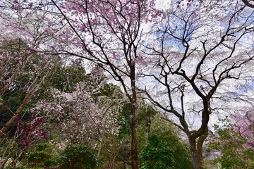 日本の満開の桜と湖のドローン撮影