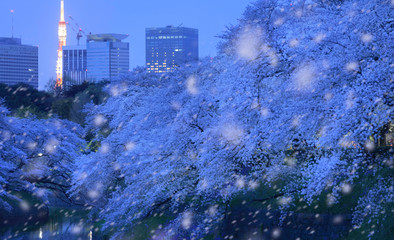 桜　東京