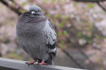 A portrait of a pigeon
