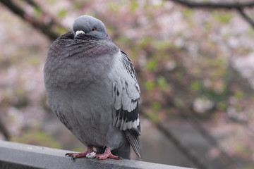 A portrait of a pigeon