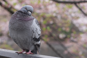 A portrait of a pigeon
