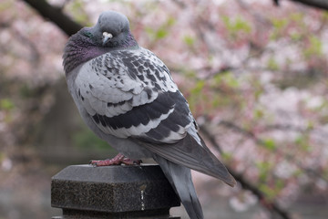 A portrait of a pigeon