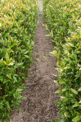 Fototapeta premium A path of bamboo grasses