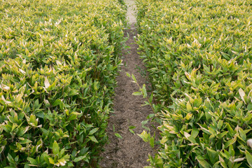 Fototapeta premium A path of bamboo grasses