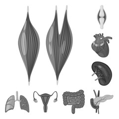 Vector illustration of internal and medical sign. Set of internal and health stock vector illustration.