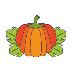 Pumpkin on leaves fresh vegetable blue lines