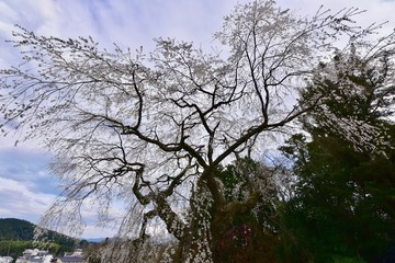 満開の又兵衛桜とシダレサクラ