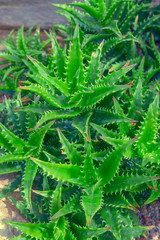 Aloe vera plant.
