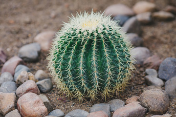 Big round green cactus in stony ground