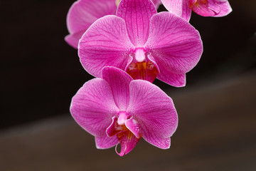 Naklejka na ściany i meble Blooming magenta orchid flowers on blurred background