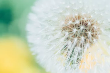 Rolgordijnen タンポポ / dandelion © Mugen images