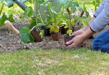 gardener holding a tomato seedling to planting in garden