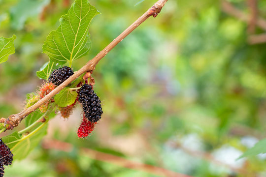 beautiful abundat mature mulberry fruits and leaf on mulberry tree branch