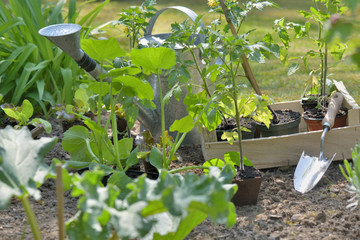 watering can and shovel among leaf of vegetable plant in garden