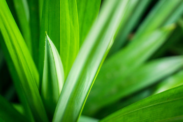 Fresh green pandan leaves with copy space, blurred bokeh and sunshine background in a garden, nature concept.