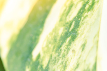 Beautiful tropical plants