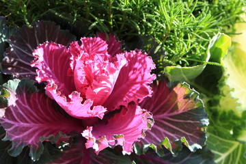 Obraz premium Image of decorative cabbage. Brassica. Winter frost-resistant ornamental plant.